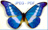 JPEG PDF Converter